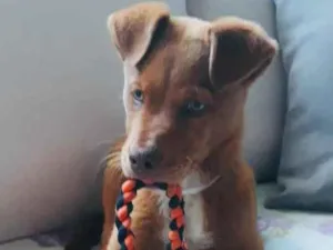 Cachorro raça Srd idade 2 a 6 meses nome Apollo