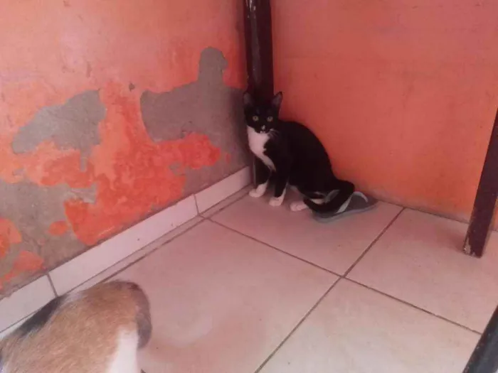 Gato ra a Não sei idade 7 a 11 meses nome Romeu