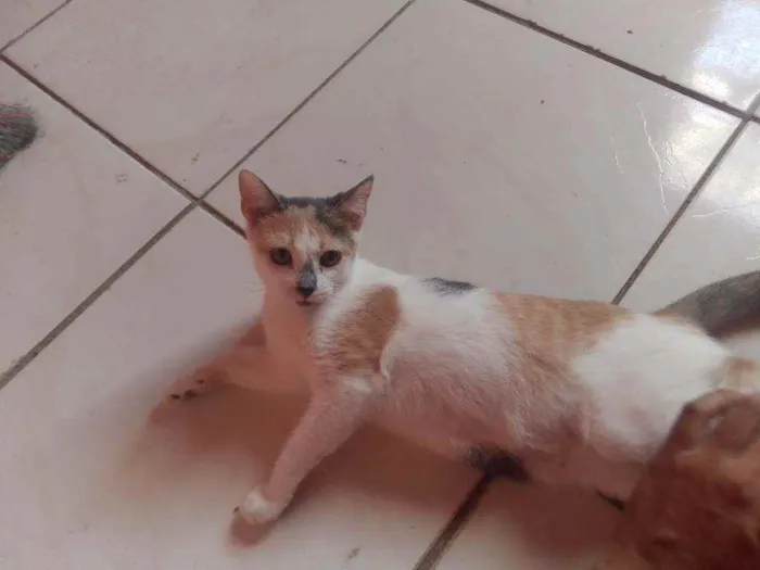 Gato ra a Não sei idade 7 a 11 meses nome Romeu