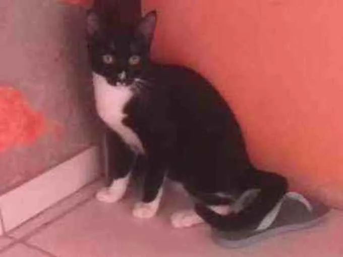 Gato ra a Não sei idade 7 a 11 meses nome Romeu