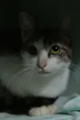 Mirabel