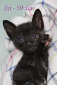 Jiji