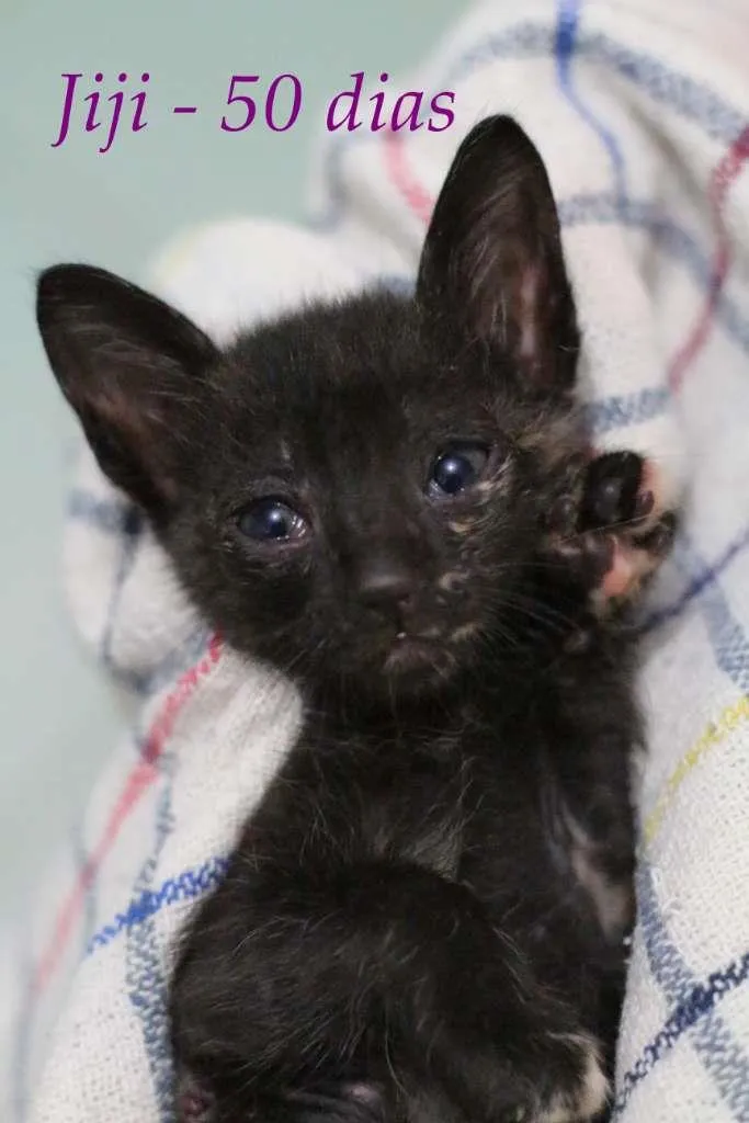 Gato ra a SRD idade Abaixo de 2 meses nome Jiji