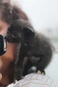 Jiji