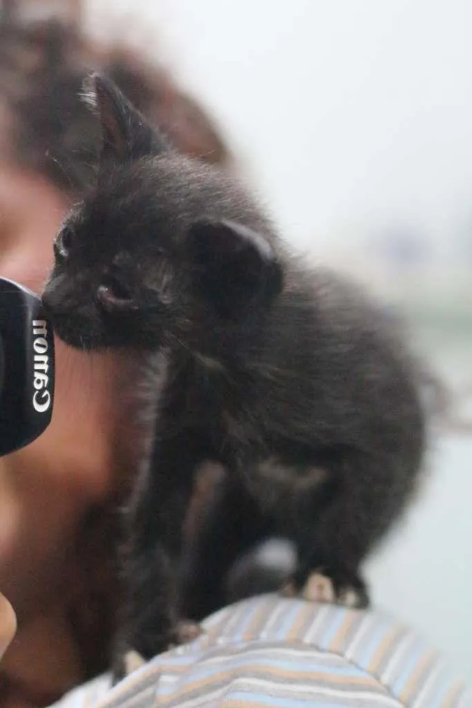 Gato ra a SRD idade Abaixo de 2 meses nome Jiji