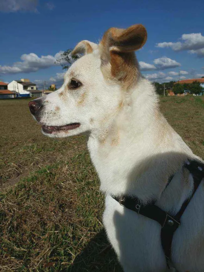 Cachorro ra a Vira lata idade 7 a 11 meses nome Bento