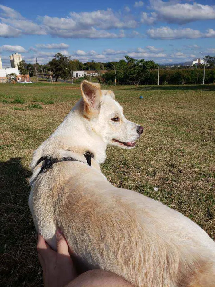 Cachorro ra a Vira lata idade 7 a 11 meses nome Bento