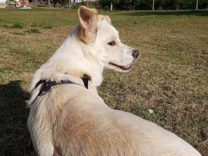 Cachorro ra a Vira lata idade 7 a 11 meses nome Bento