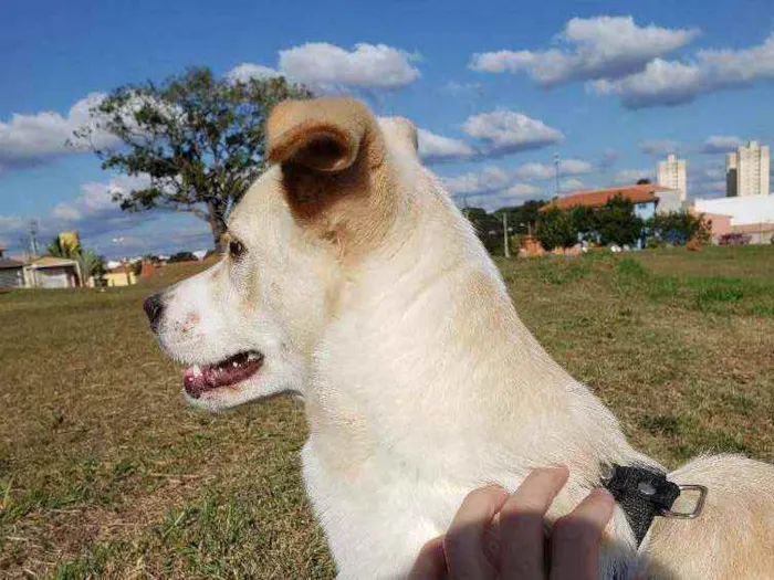 Cachorro ra a Vira lata idade 7 a 11 meses nome Bento