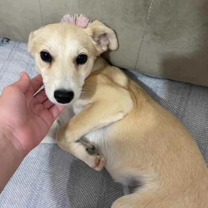 Cachorro ra a SRD idade 2 a 6 meses nome Wihte
