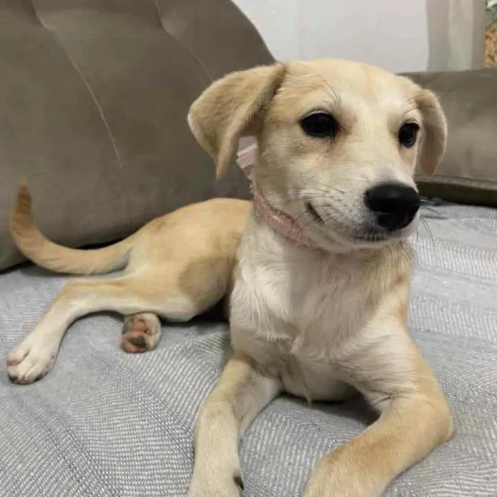 Cachorro ra a SRD idade 2 a 6 meses nome Wihte