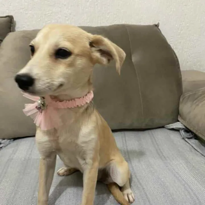 Cachorro ra a SRD idade 2 a 6 meses nome Wihte