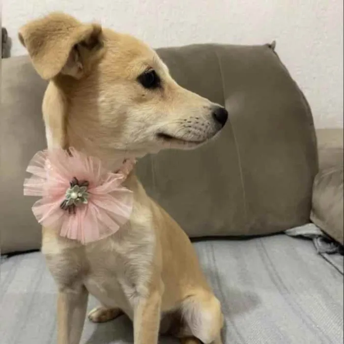 Cachorro ra a SRD idade 2 a 6 meses nome Wihte