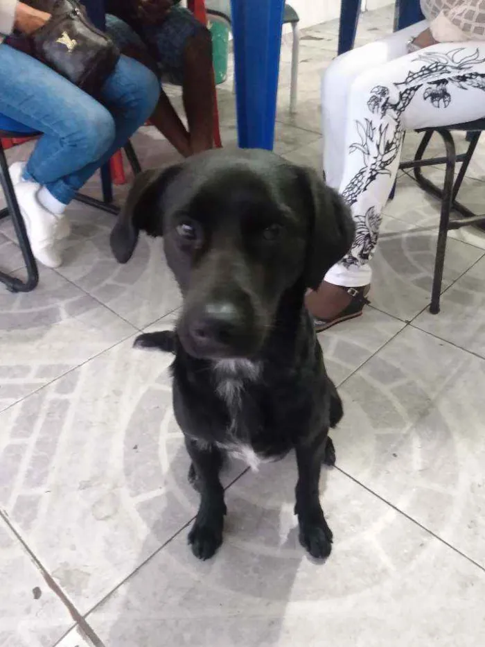 Cachorro ra a Vira latas idade 2 a 6 meses nome Fioti