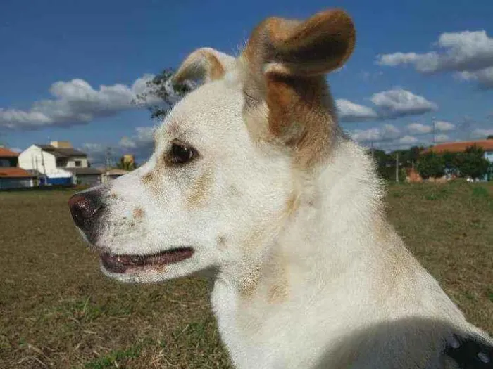 Cachorro ra a Vira lata idade 7 a 11 meses nome Bento