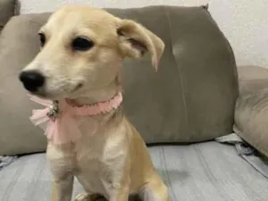 Cachorro raça SRD idade 2 a 6 meses nome Wihte