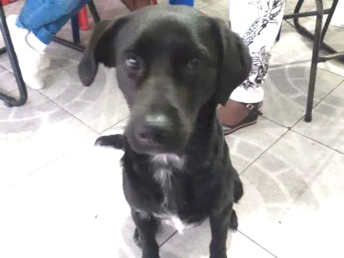 Cachorro ra a Vira latas idade 2 a 6 meses nome Fioti