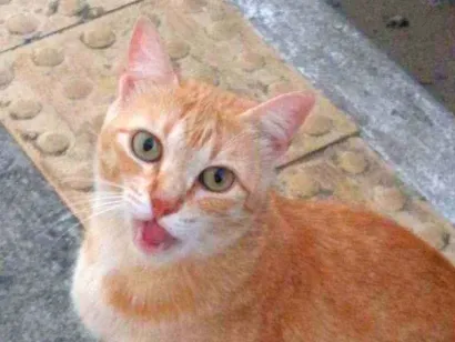 Gato raça Srd idade 7 a 11 meses nome Loirinha