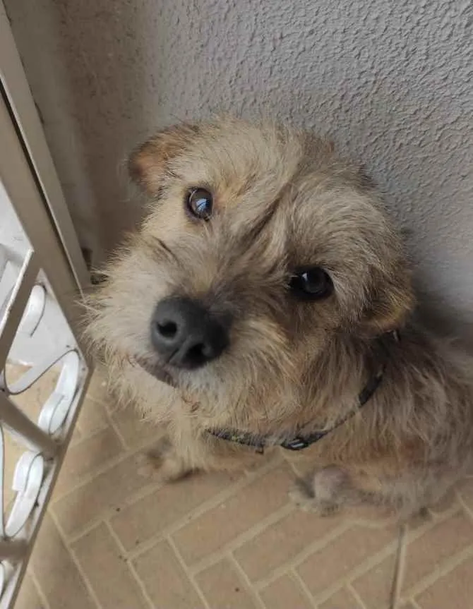 Cachorro ra a Mestiço  idade 7 a 11 meses nome Luke 