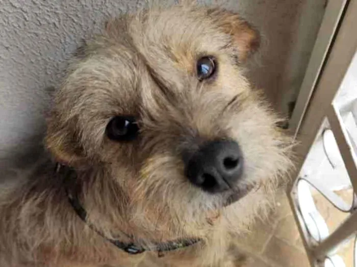 Cachorro ra a Mestiço  idade 7 a 11 meses nome Luke 