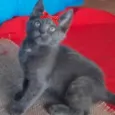 Safira