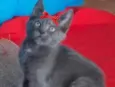 Safira