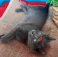 Safira