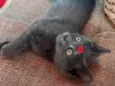 Safira
