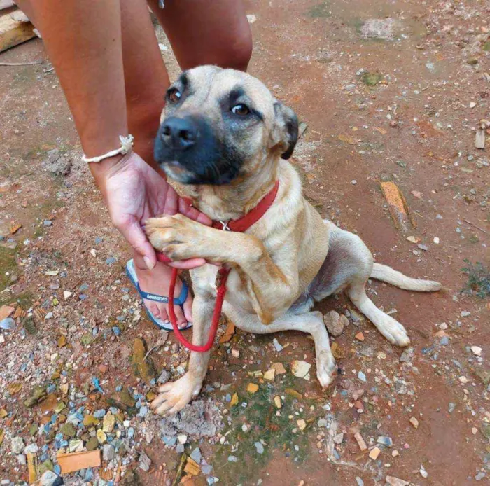Cachorro ra a SRD idade 7 a 11 meses nome Duda