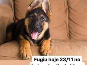 Cachorro raça Pastor Alemão idade 2 a 6 meses nome Zara