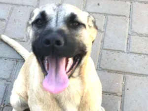 Cachorro raça SRD idade 7 a 11 meses nome Duda