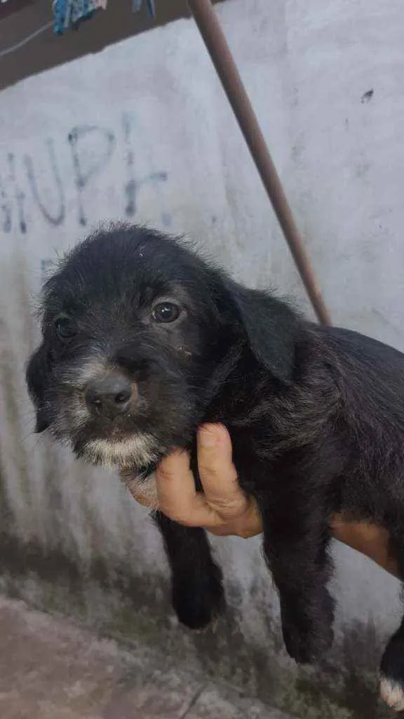 Cachorro ra a Não determinado idade Abaixo de 2 meses nome Mel