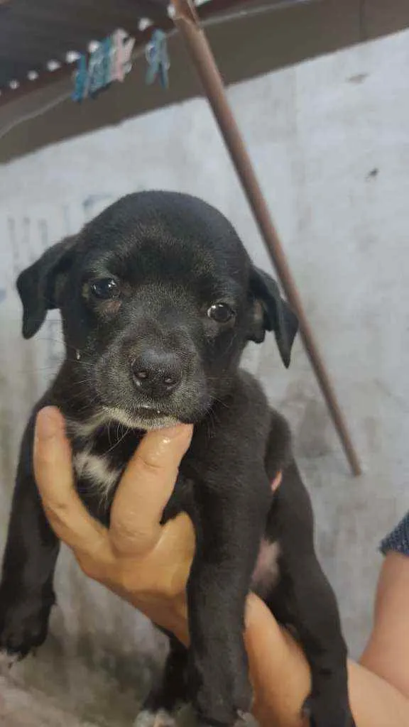 Cachorro ra a Não determinado idade Abaixo de 2 meses nome Mel