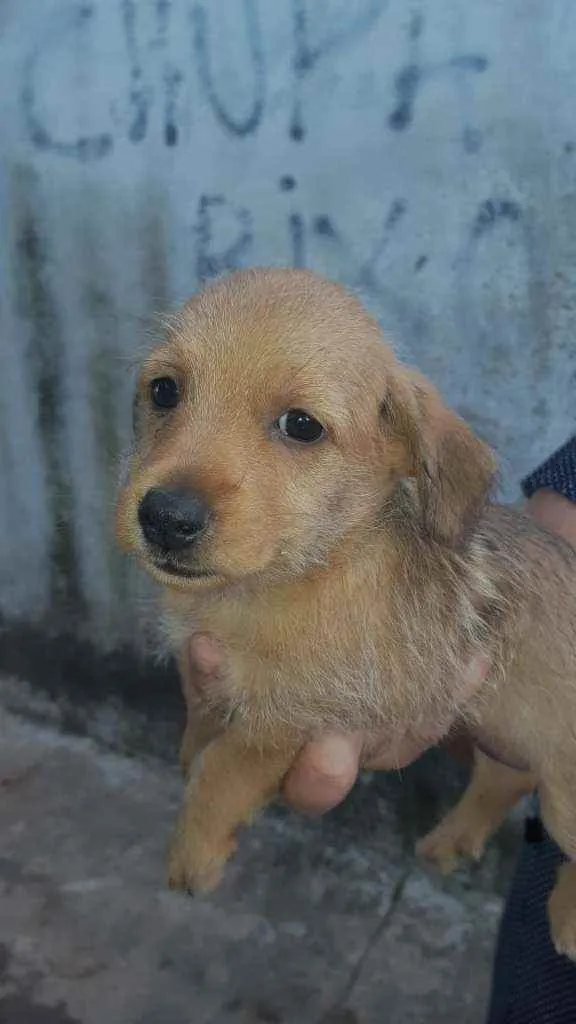 Cachorro ra a Não determinado idade Abaixo de 2 meses nome Mel