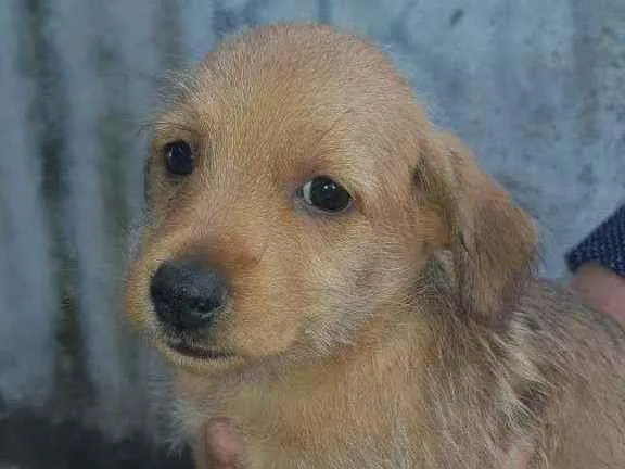 Cachorro ra a Não determinado idade Abaixo de 2 meses nome Mel