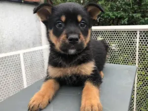 Cachorro raça SRD idade 2 a 6 meses nome Sem Nome