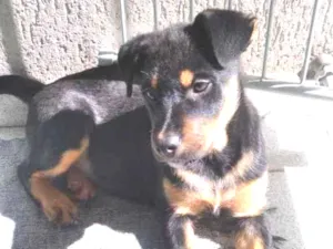 Cachorro raça SRD  idade 2 a 6 meses nome Sem Nome