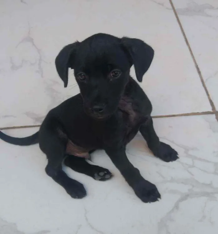 Cachorro ra a SRD idade 2 a 6 meses nome Filhotes