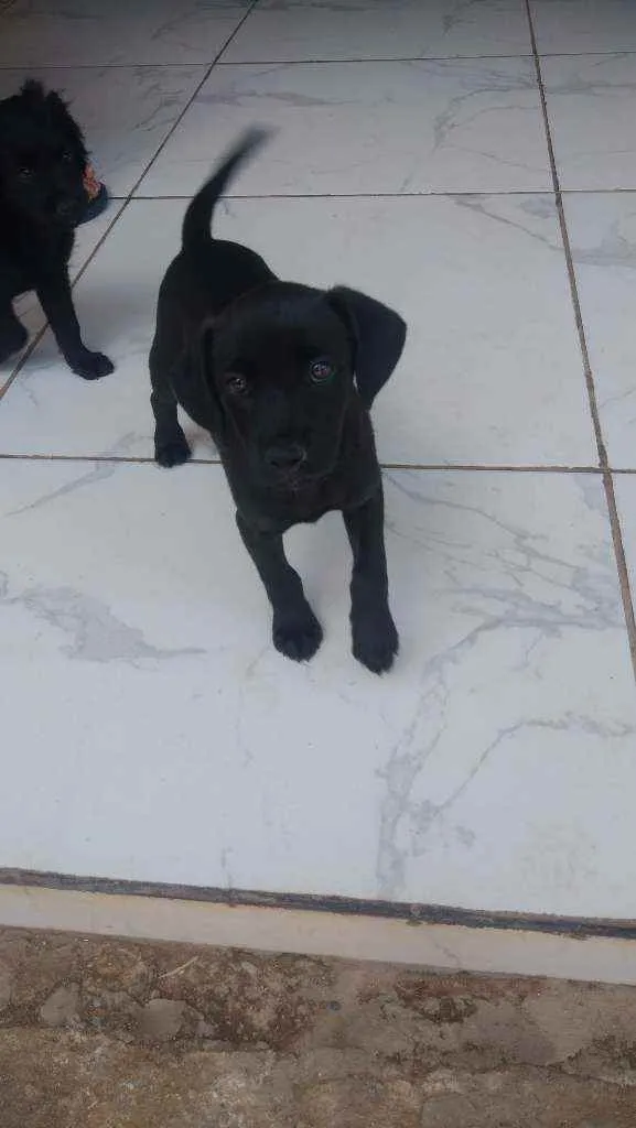 Cachorro ra a SRD idade 2 a 6 meses nome Filhotes