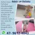 GATINHAA FILHOTES