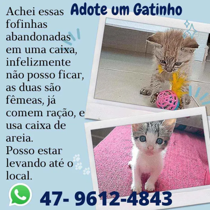Gato raça Vira lata idade 2 a 6 meses nome GATINHAA FILHOTES