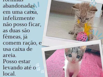 Gato raça Vira lata idade 2 a 6 meses nome GATINHAA FILHOTES