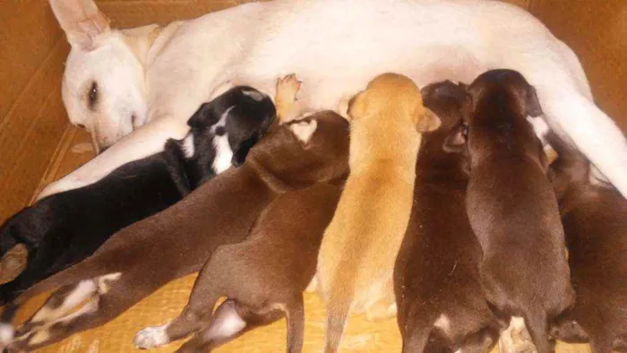 Cachorro ra a Indefinida idade Abaixo de 2 meses nome São 5