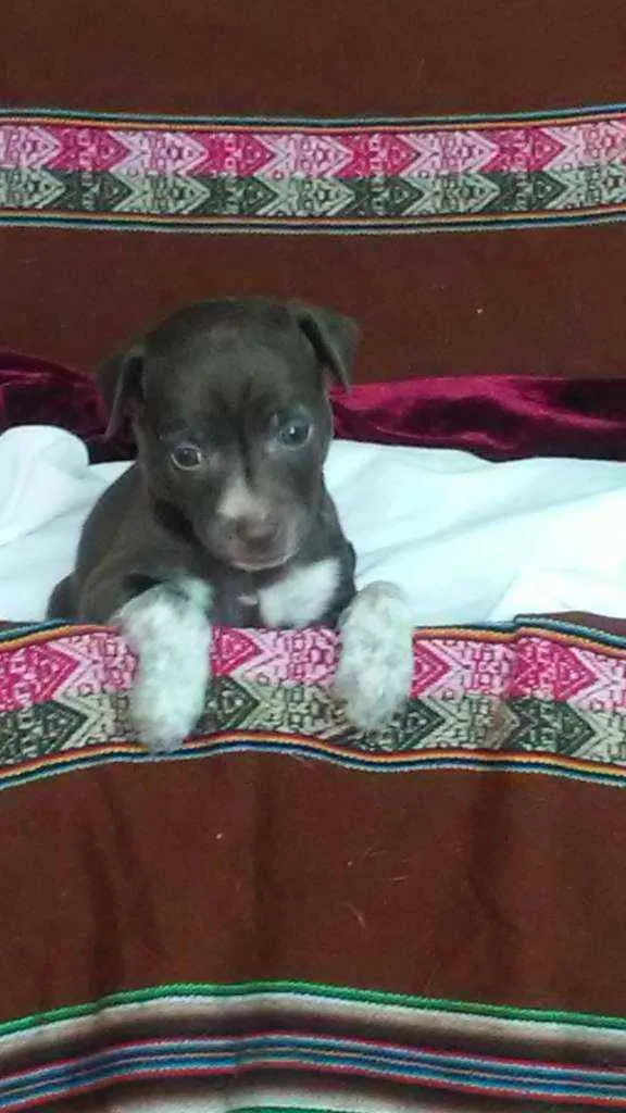 Cachorro ra a Indefinida idade Abaixo de 2 meses nome São 5