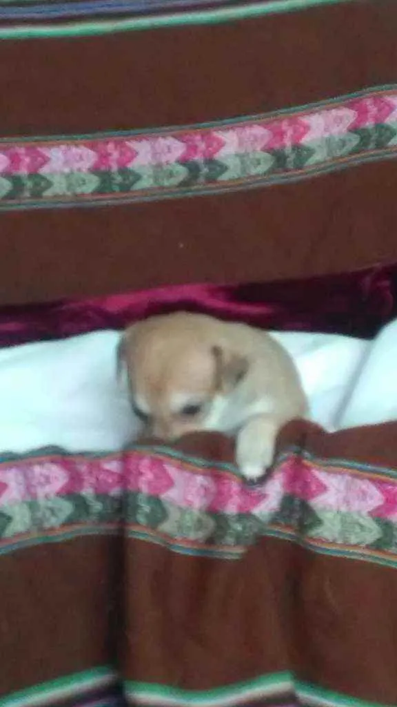 Cachorro ra a Indefinida idade Abaixo de 2 meses nome São 5