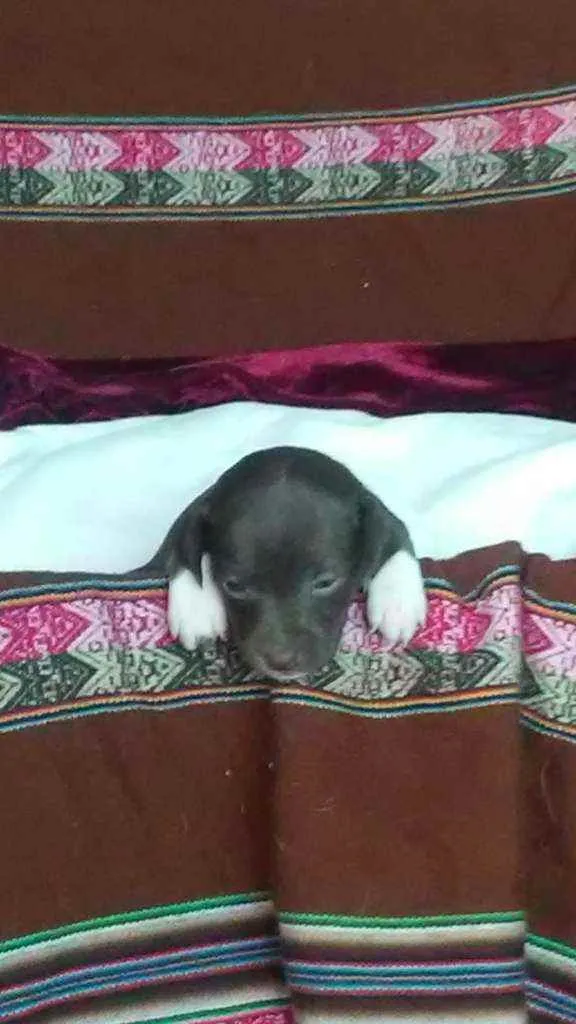 Cachorro ra a Indefinida idade Abaixo de 2 meses nome São 5