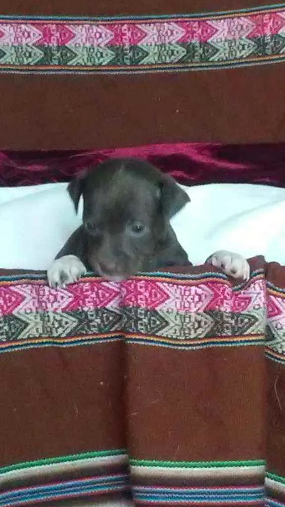 Cachorro ra a Indefinida idade Abaixo de 2 meses nome São 5