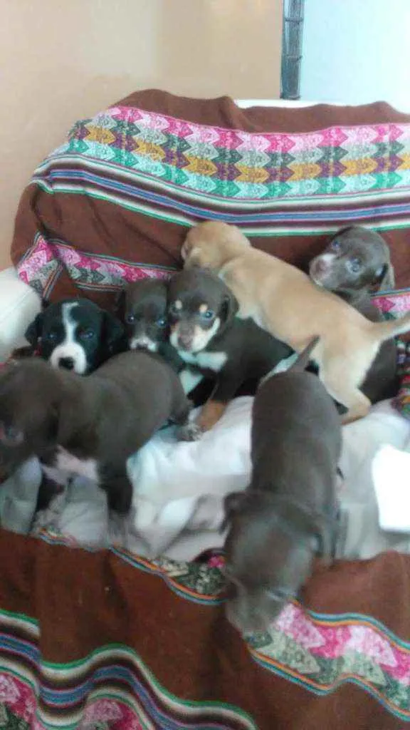 Cachorro ra a Indefinida idade Abaixo de 2 meses nome São 5