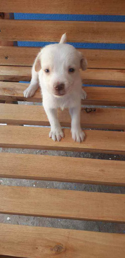 Cachorro ra a Vira-lata poste pequeno  idade Abaixo de 2 meses nome Mel estrela 