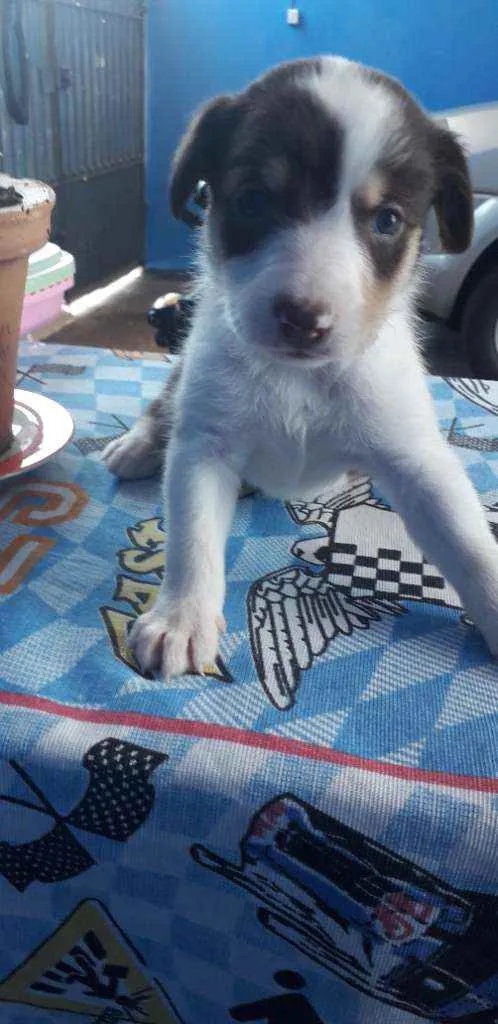 Cachorro ra a Vira-lata poste pequeno  idade Abaixo de 2 meses nome Mel estrela 